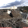 16_20-nest.jpg