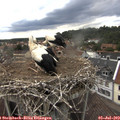 16_25-nest.jpg