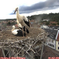 16_30-nest.jpg
