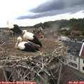 16_35-nest.jpg