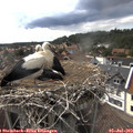 16_40-nest.jpg