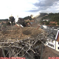 16_50-nest.jpg