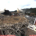 16_55-nest.jpg