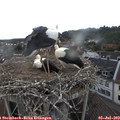17_05-nest.jpg