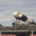 17_10-mast.jpg