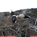 17_10-nest.jpg