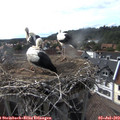 17_15-nest.jpg
