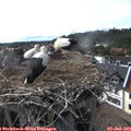 17_20-nest.jpg