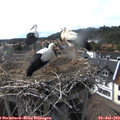 17_25-nest.jpg