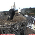 17_30-nest.jpg