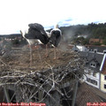 17_35-nest.jpg