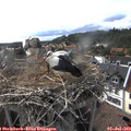 17_40-nest.jpg