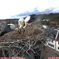17_45-nest.jpg
