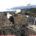 17_50-nest.jpg