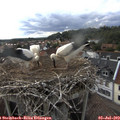 17_55-nest.jpg