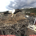 18_00-nest.jpg