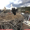 18_05-nest.jpg