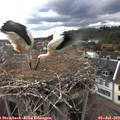 18_10-nest.jpg