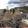 18_15-nest.jpg