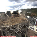 18_20-nest.jpg