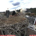18_25-nest.jpg