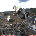 18_30-nest.jpg