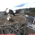 18_35-nest.jpg