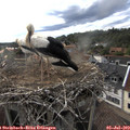 18_40-nest.jpg