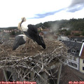 18_45-nest.jpg