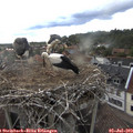 18_50-nest.jpg