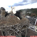 18_55-nest.jpg