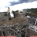 19_00-nest.jpg