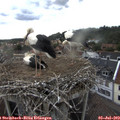 19_05-nest.jpg