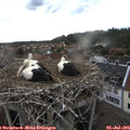 19_10-nest.jpg
