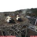 19_15-nest.jpg