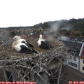 19_20-nest.jpg
