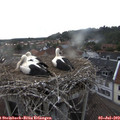 19_25-nest.jpg