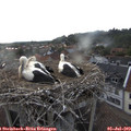 19_30-nest.jpg