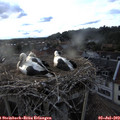 19_35-nest.jpg