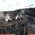 19_40-nest.jpg