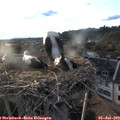 19_45-nest.jpg