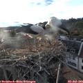 19_50-nest.jpg