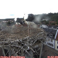 19_55-nest.jpg