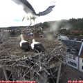 20_00-nest.jpg