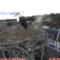 20_05-nest.jpg