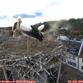 20_10-nest.jpg