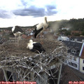 20_15-nest.jpg