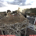 20_20-nest.jpg