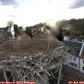 20_25-nest.jpg