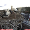 20_30-nest.jpg